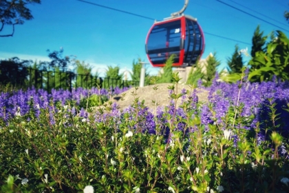 The beauty of flowers